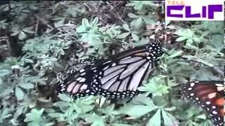 La Mariposa Reina La Farfalla Monarca