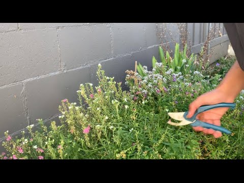 Video: Nemesia Trimming Guide - Yuav Ua Li Cas Prune Nemesia Nroj Tsuag Hauv Lub Vaj