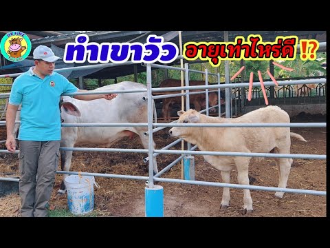 วีดีโอ: เล่นว่างอายุเท่าไหร่?