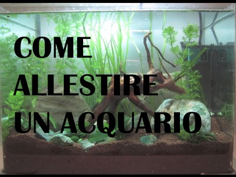 Come allestire un acquario tropicale d'acqua dolce ...