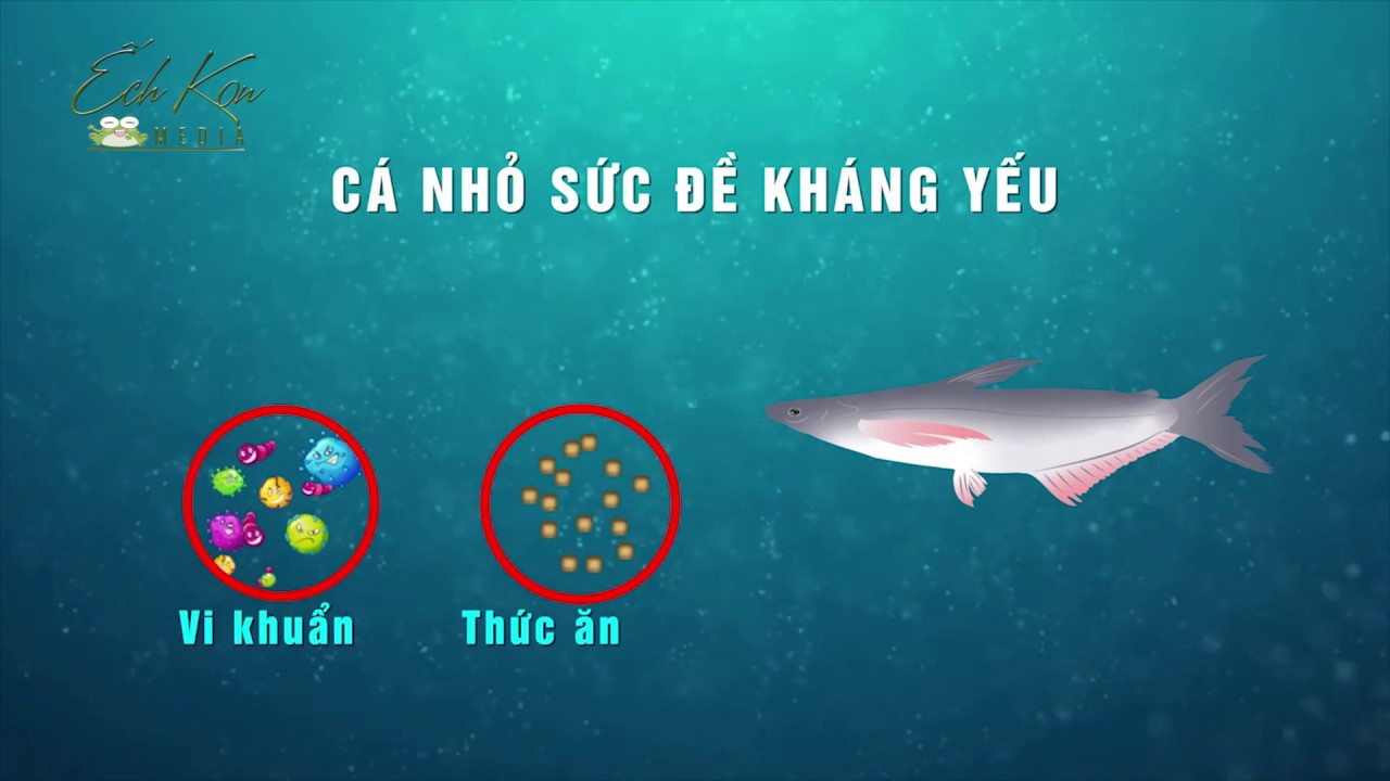 CÁ TRA - Animation Graphic - YouTube