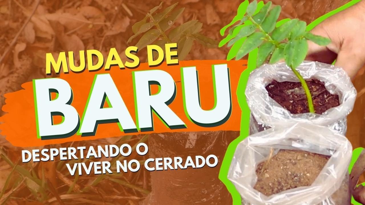DESPERTANDO O VIVER NO CERRADO: COMO FAZER MUDAS DE BARU (AULA 10)