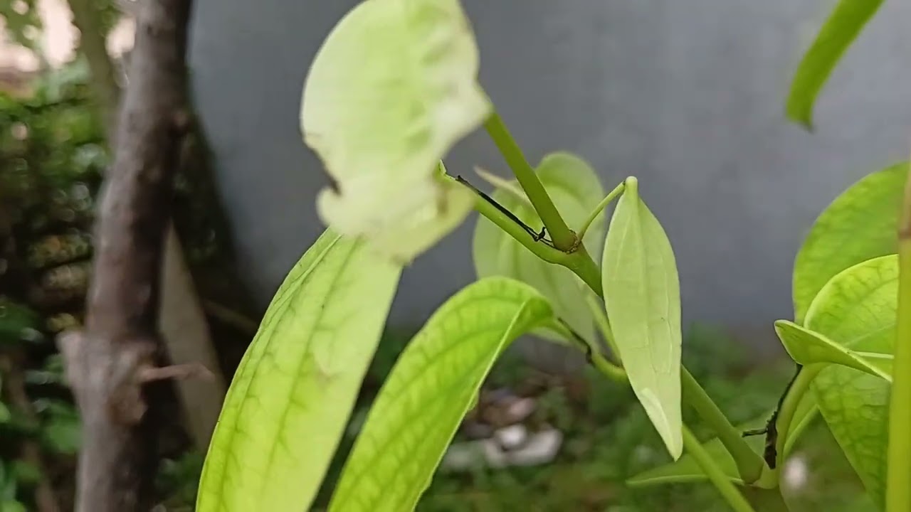 Ke untungan tumpang sari tanaman cabe jamu tumpang sari vanili dan merica(lada)