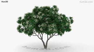 Frangipani Tree 3D model by 3DModels.org