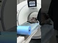 Dog Couldn’t Walk… MRI Revealed the Truth 🧠🐾 Собака не могла ходить… МРТ показало причину