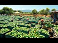 How australian farmers produce millions of tons of mangoes