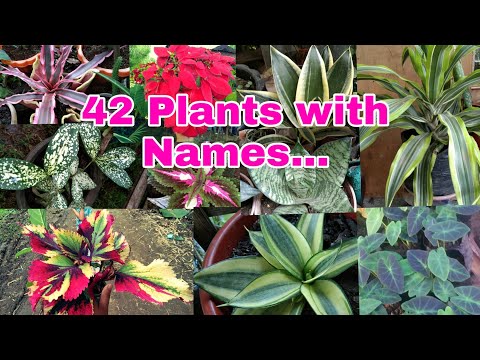 Video: Garden plants: name and description