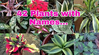 PLANTS AND NAMES