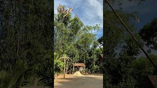 Download Lagu mudah sekali pikat pakek ranting #shortvideo #birds ##fypシ゚viral MP3