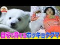 【貴重映像】飼育員の自宅で育てられたホッキョクグマ・ピースの成長物語！とべ動物園で日本初の人工哺育を成功させた"家族とクマの物語"とは【どうぶつ奇想天外／WAKUWAKU】