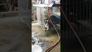 Part 2 Ng Daily Routine Sa Kennel Q.