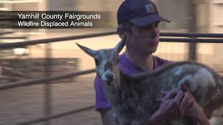 Wildfire displaced animals sheltered at Yamhill County Fairgrounds