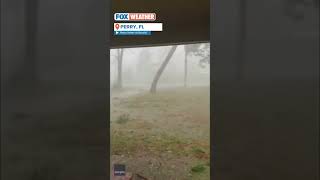 Hurricane Idalia Snaps Tree In Perry Florida foxweather idalia