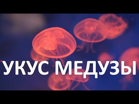 УКУС МЕДУЗЫ: Экстренная медицинская и Домедицинская помощь. Мифы, опасные заблуждения, частые ошибки