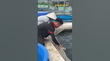 Cá koi  Nhật | To Nhất Việt Nam | dài 1 mét !! @thangquhaku #cakoinhat