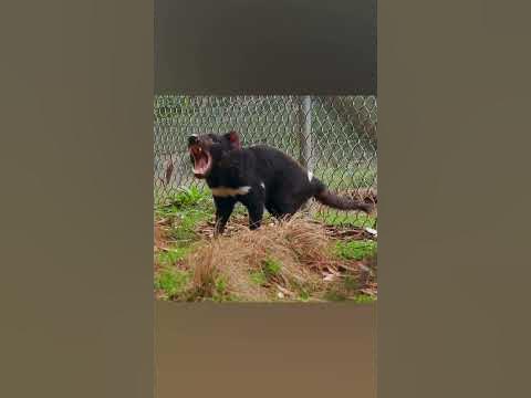 Тасманийский Дьявол - YouTube