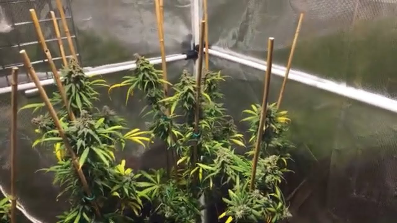 Growing Cannabis: Week 10/11 of Flower