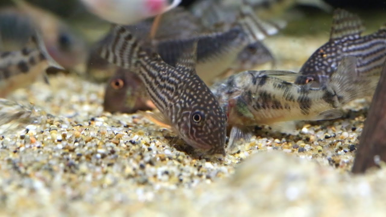 チャーム コリドラス飼育水槽 Corydoras Youtube