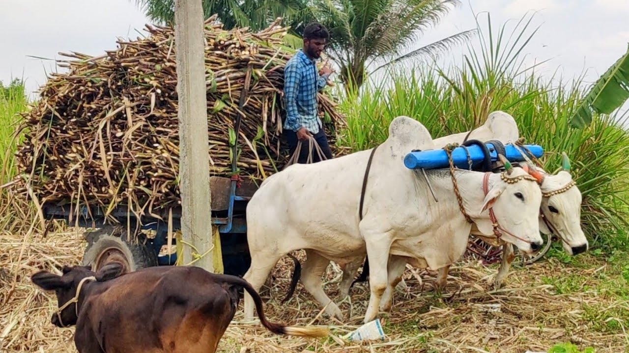 3000 kg Ongole Bullock Cart Heavy load mud stuck in heavy load riding ...