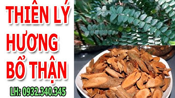 Thiên Lý Hương, Đinh Lăng Dây, Đương Quy Đằng, Bổ Thận Tráng Dương