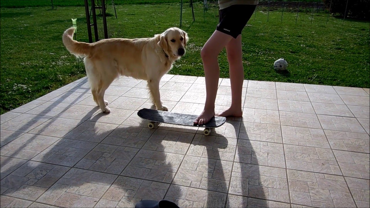 apprendre à son chien à faire du skateboard