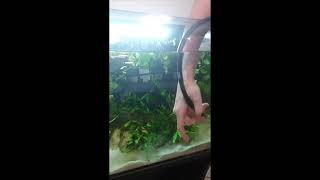 How To Cut Back Elodea Densa From Your Tank