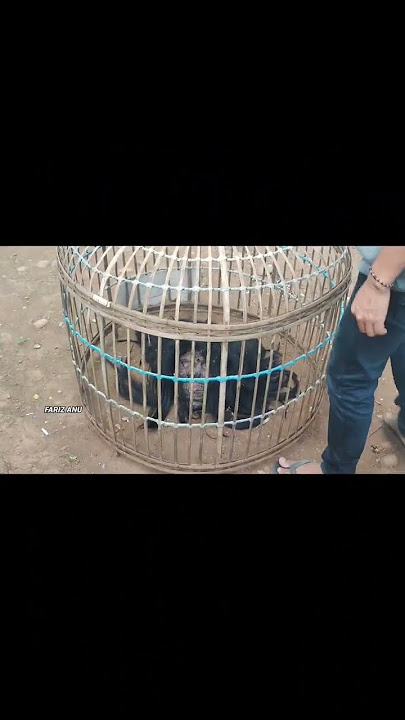 PENAMPAKAN KUYANG ASLI #hantu #shorts #viral #penampakan #horor #mystery #sosok #viral