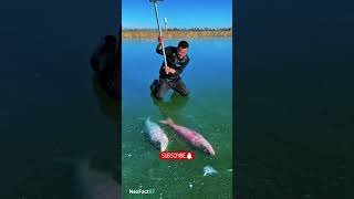 The Secret Way Siberians Catch Fish Under Ice! 🎣 #shorts #shortsvideo