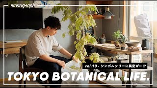 TOKYO BOTANICAL LIFE - vol.10 部屋のシンボルツリー、エバーフレッシュを植え替える