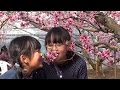 大雪に負けず「日本一早い」桃の花見 笛吹