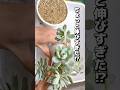 【多肉植物】ちょっと伸びすぎた徒長多肉…