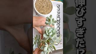 【多肉植物】ちょっと伸びすぎた徒長多肉…