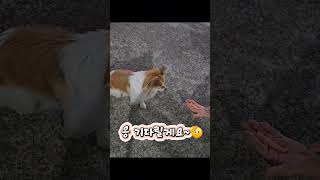 &quot;이 집 연어 먹방은 강아지도 합니다!&quot;☆ puppy salamon MUKBANG #강아지먹방 #연어먹방 #shorts #힐링연상 #귀여움주의 #salamonmukbang