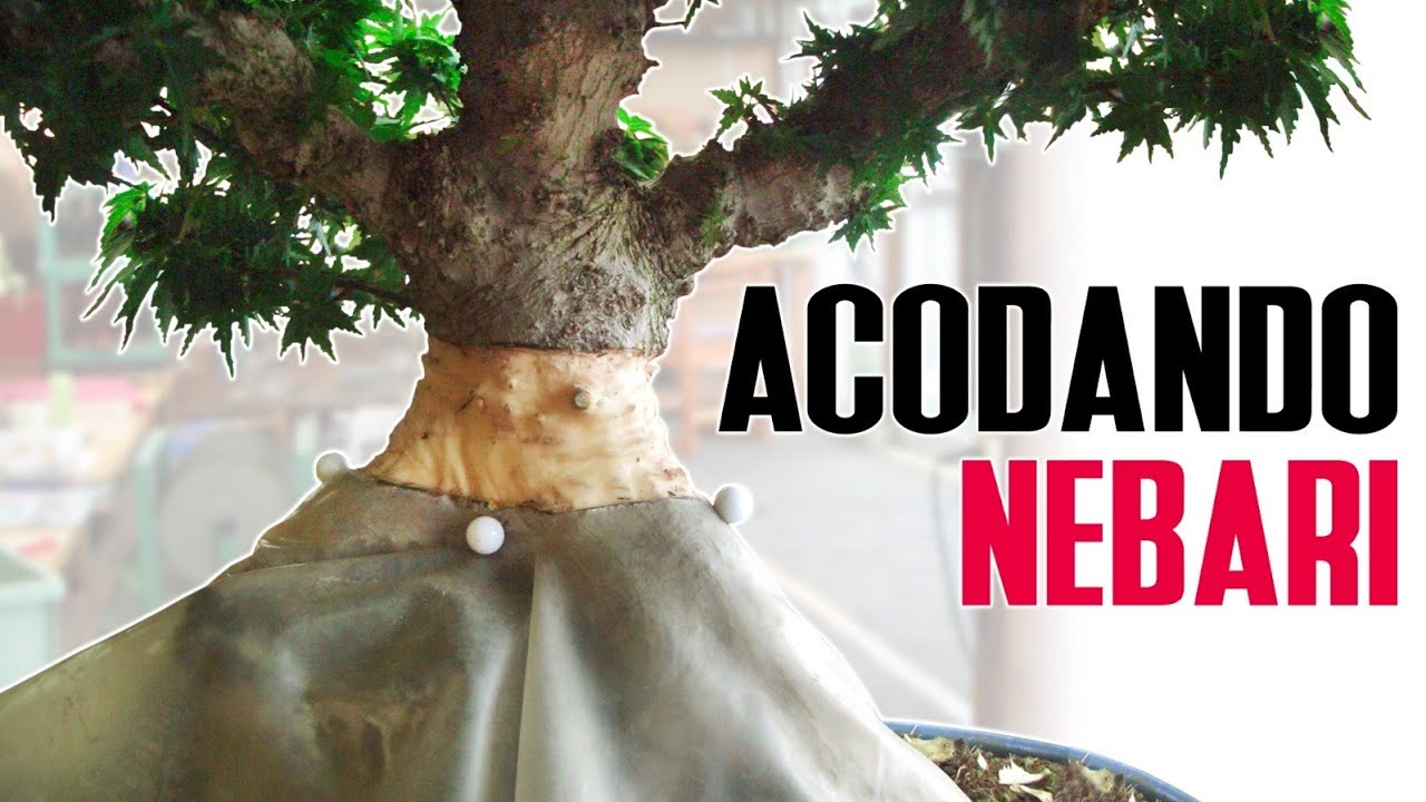 Reparar Nebari mediante acodo