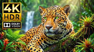 Spectacular Wildlife Footage in 4K HDR | Dolby Vision 120FPS for OLED &amp; 4K TVs