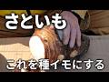 【さといも】こんな方法知ってますか?親イモを使って芽出しすれば、収穫量を増やせます/栽培期間を長くする代わりに芽出しをします/親イモを使えば、初期生育も抜群です