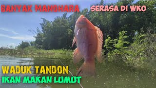 spot viral is back, WADUK TANDON‼️ikan makan lumut serasa mancing di WKO #fishing #fishing #mancing