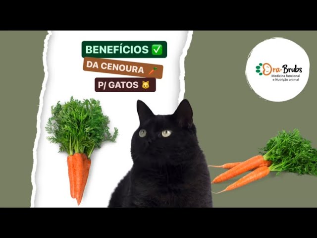 BENEFÍCIOS DA CENOURA P/ GATOS