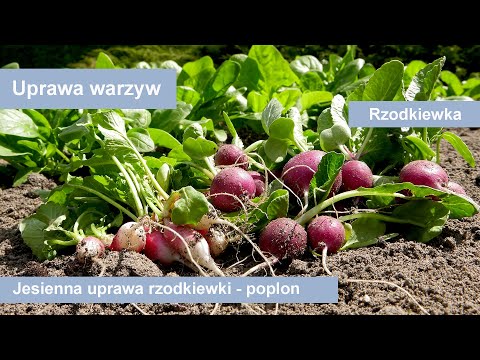 Wideo: Rosnąca „jesienna” Rzodkiewka