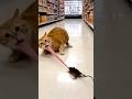 Cat and mouse funny video 👀😱😱😱😜😂 #funny #comedy