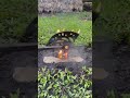 This ax is truly extraordinary, with two blades. #blacksmith #axe #ironman #tools #woodworking