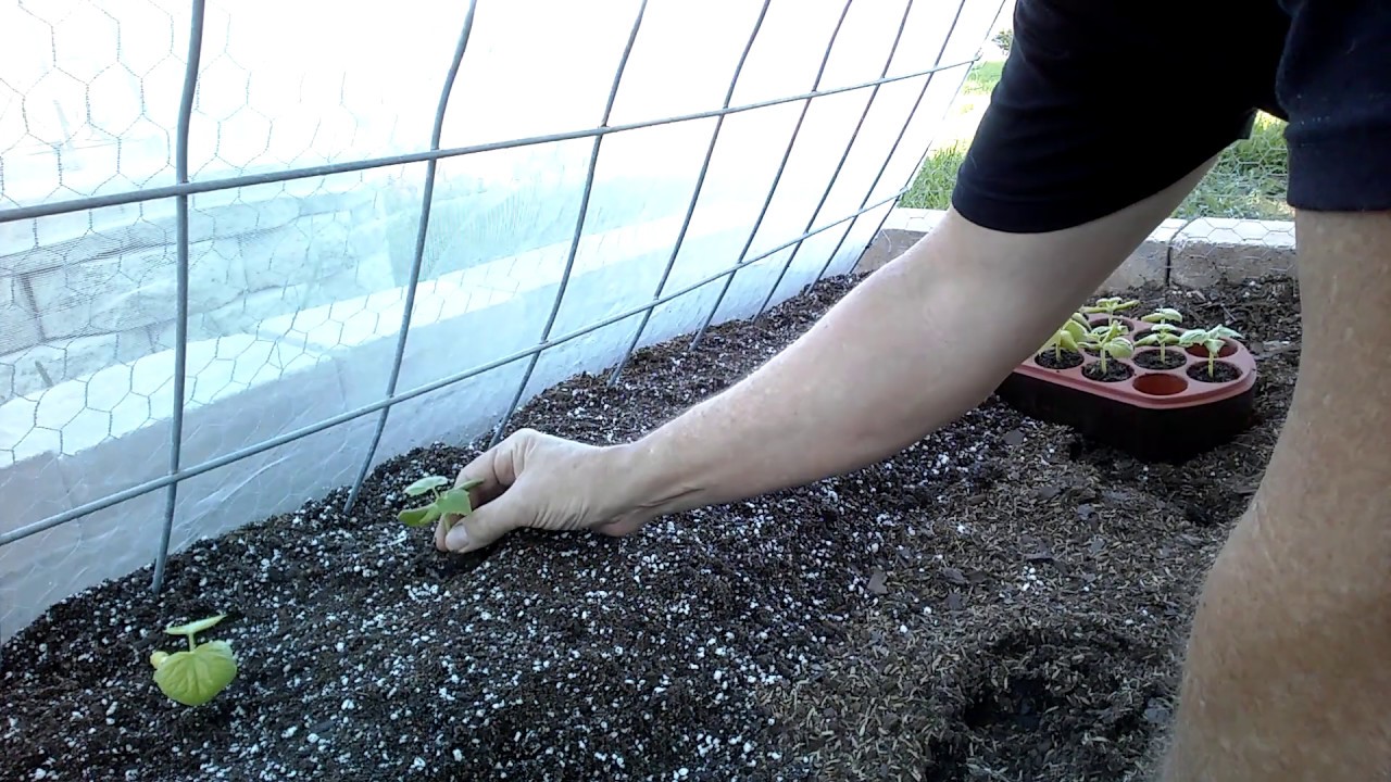 Organic M76 Cucumber Transplant