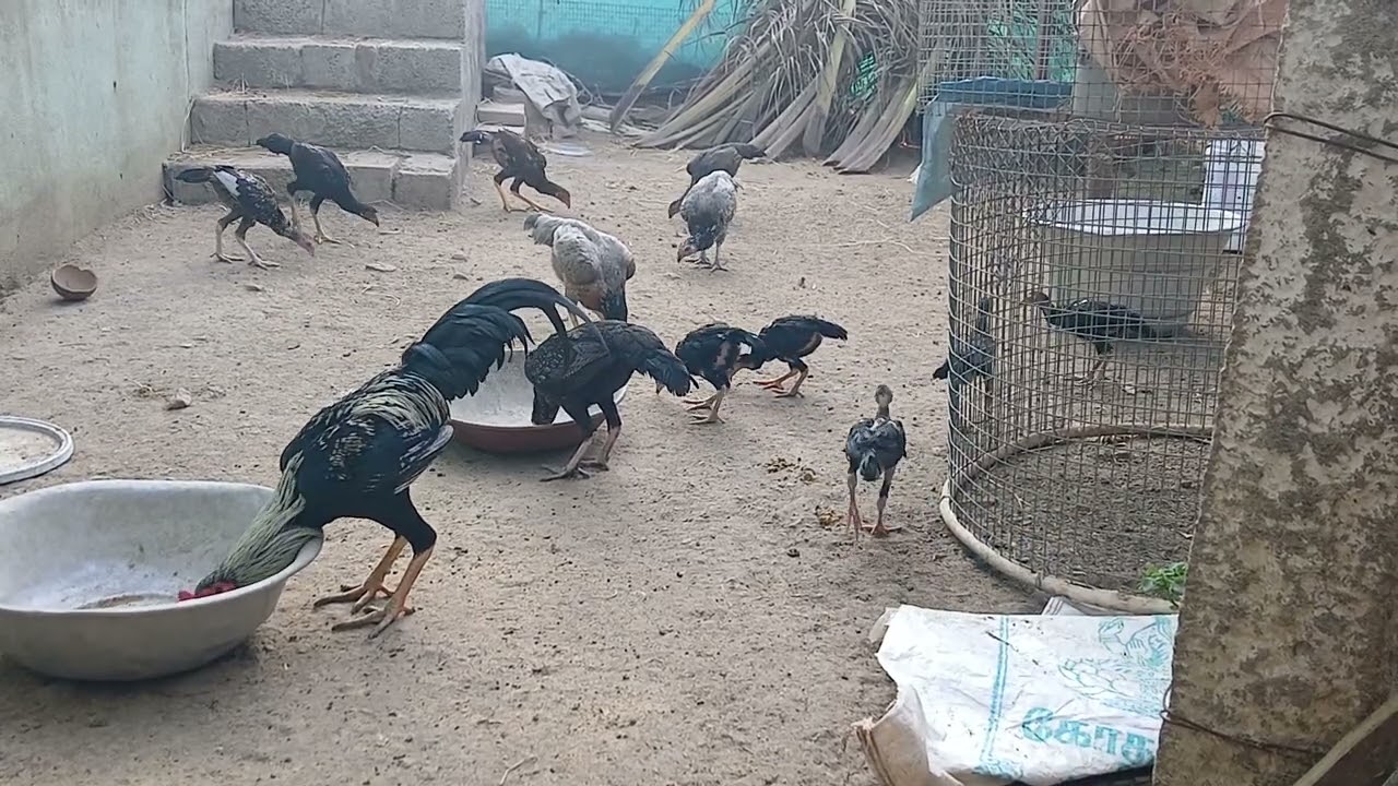 Country chicken sales (நாட்டுக் கோழி விற்பனை)