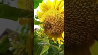Lebah di bunga matahari | plantae2021 #Shorts #bunga #sunflower #bee