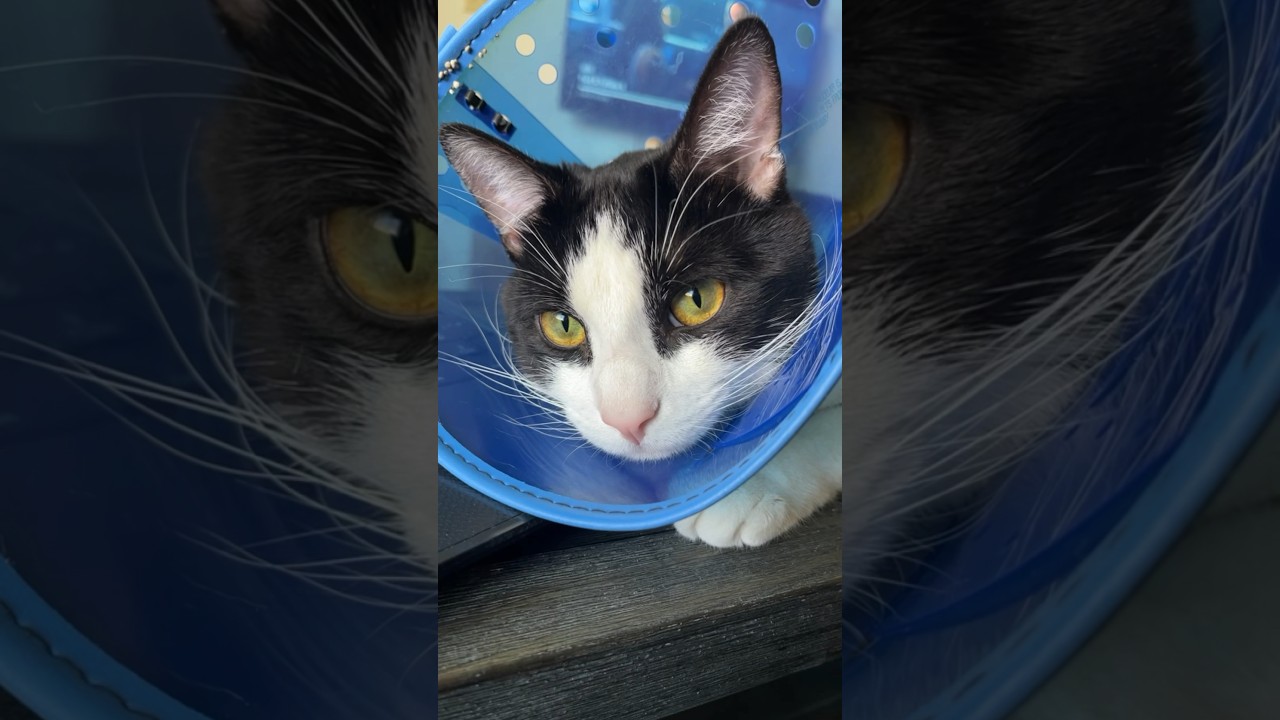 Loki, Compilation P1