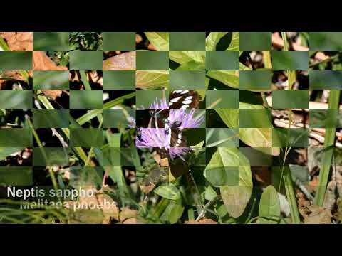 Βίντεο: Πεταλούδες Nymphalidae: γενικά χαρακτηριστικά, περιγραφή, σειρά, είδος τροφής