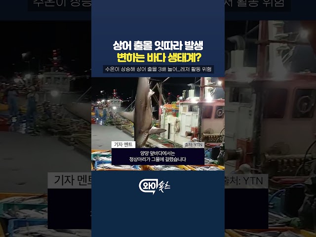 수온 상승으로 상어 출몰 잇따라...변화하는 생태계? [와이숏츠] #shorts