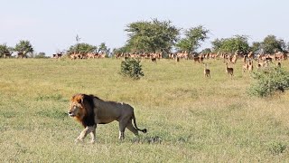 2 LEOPARDS, A GOWRIE Male and 100 ELEPHANTS.