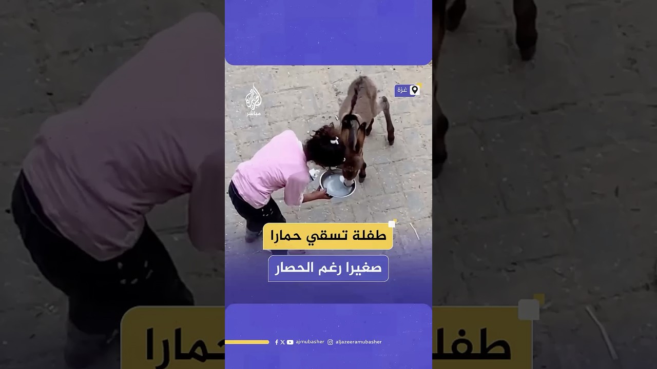 رغم الجوع والحصار.. طفلة فلسطينية ترعى وتسقي حمارا حديث الولادة في غزة