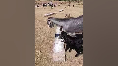 Toros Dağlarının Yörükleri